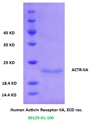 human activin receptor IIA recombinant