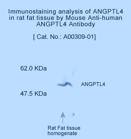 anti angptl4 monoclonal antibody