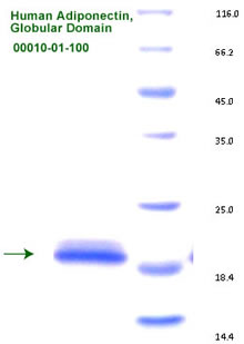 adiponectin recombinant