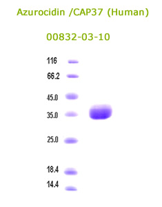 human azurocidin rec