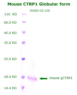 human CTRP1 globular frm recombinant from aviscera bioscience