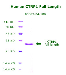 human ctrp1 full length from aviscera