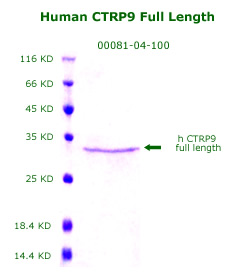 human CTRP9 recombinant