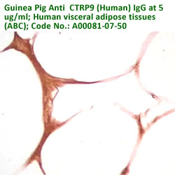guinea pig anti CTRP9 (Human) IgG