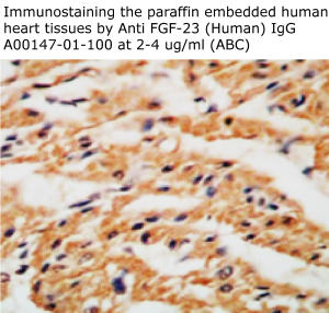 anti human FGF23 IgG A00147-01-100 from aviscera bioscience