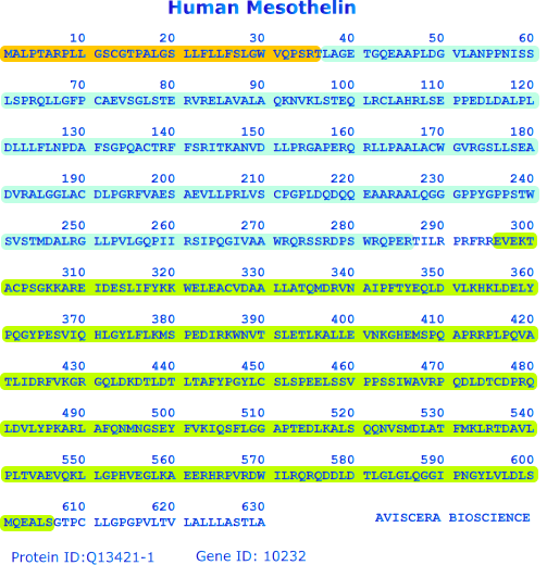 mesothelin